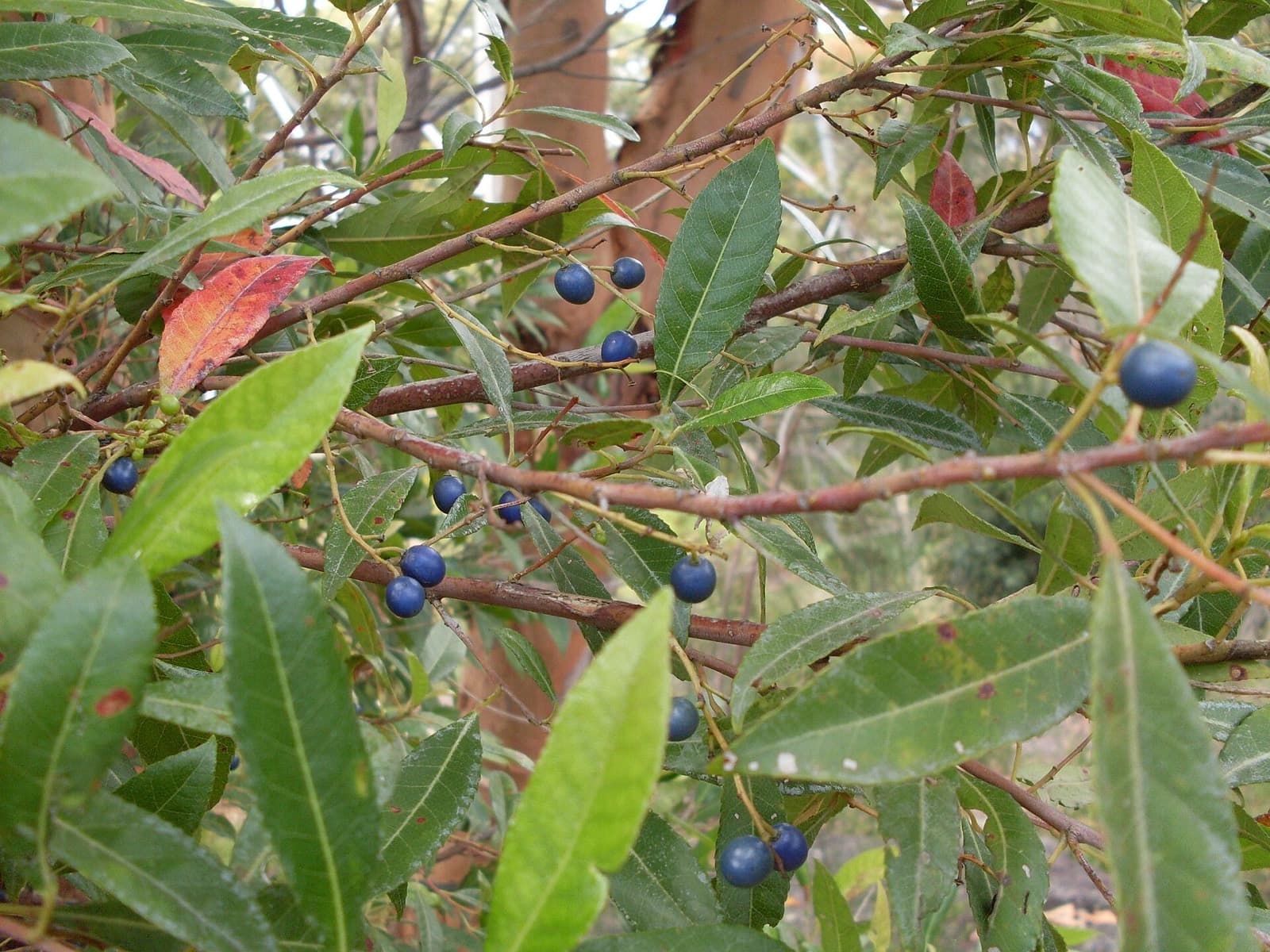 Blueberry ash foliage with bright blue berries and a single red older leaf