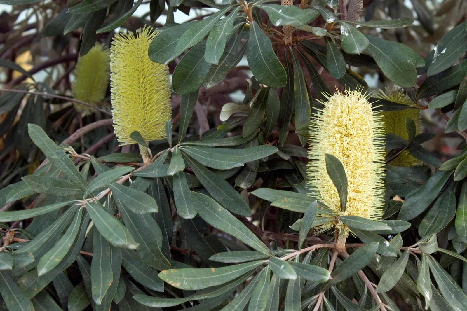 Coastal banksia branch with pale yellow flower spikes and silver-backed leaves