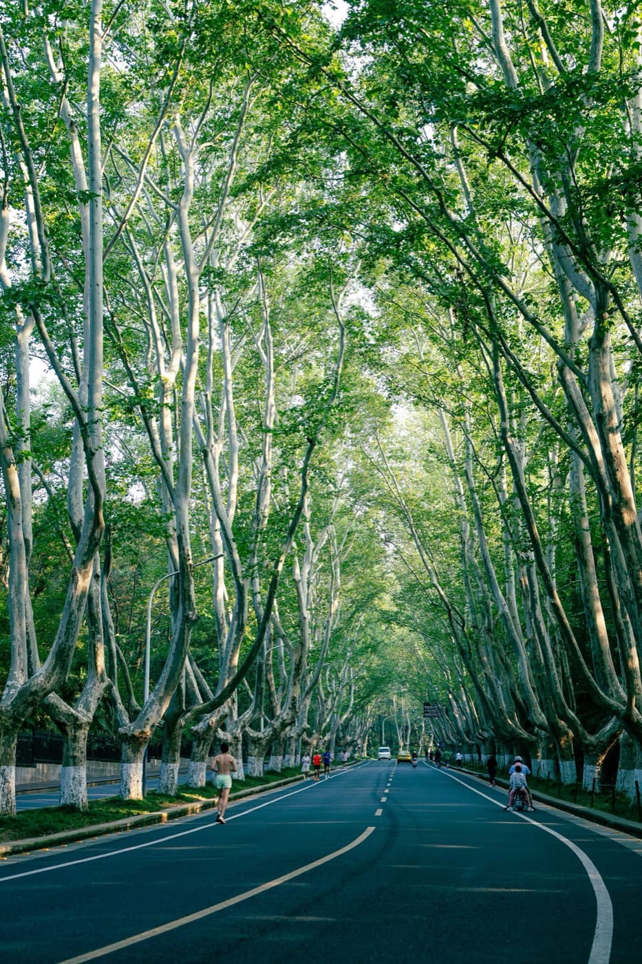 Avenue of London Plane trees arching over an urban street