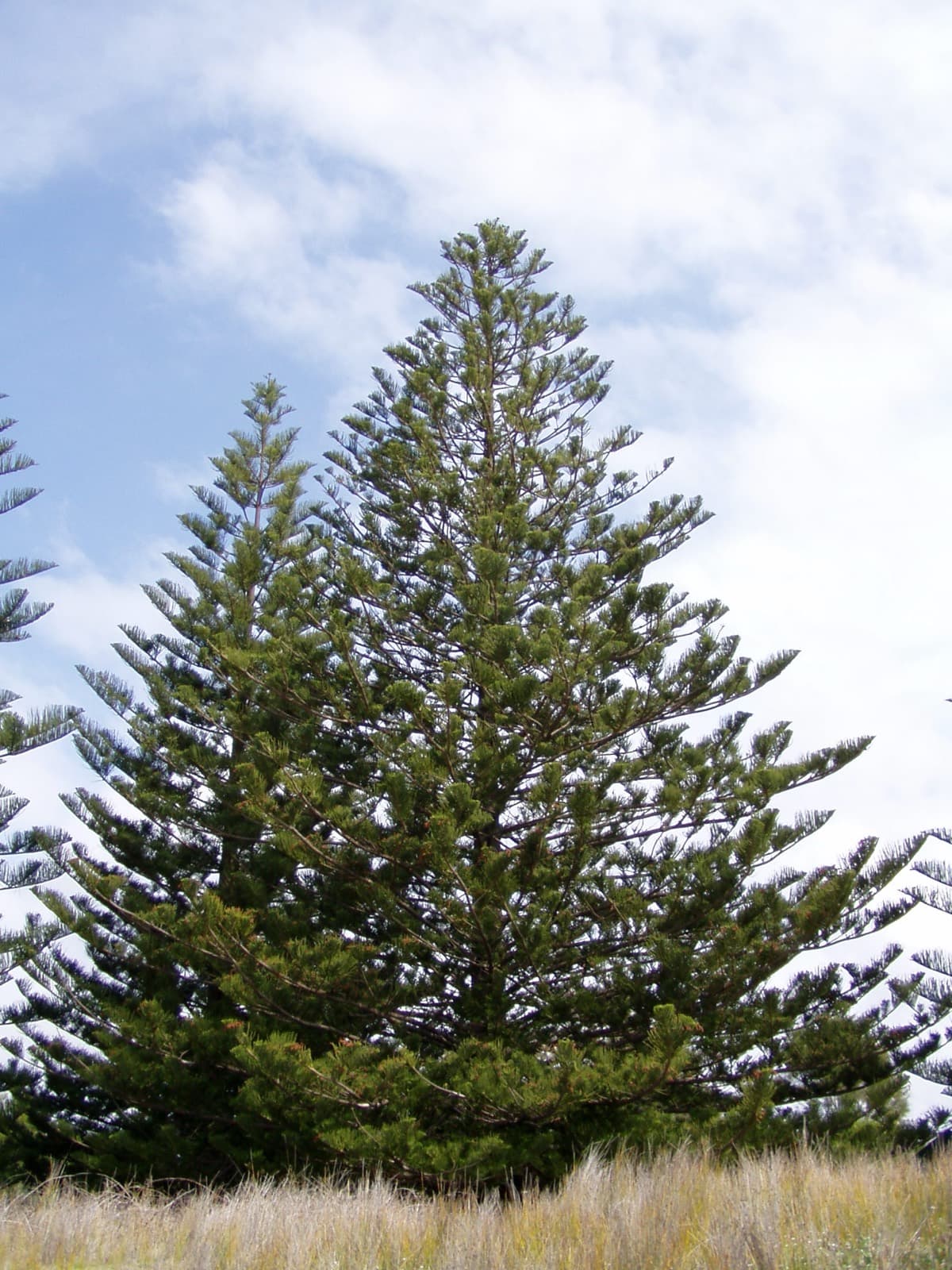 Norfolk Island pine showing its perfectly symmetrical tiered branches