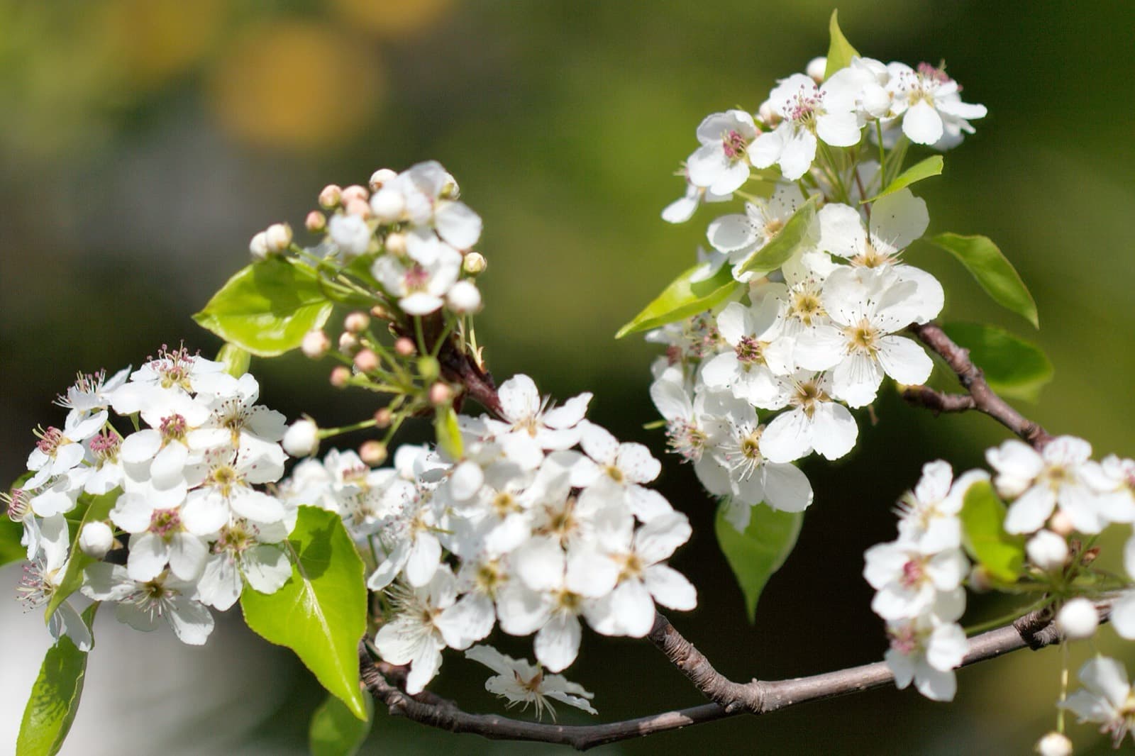 Ornamental pear branch covered in white spring blossom with glossy green leaves