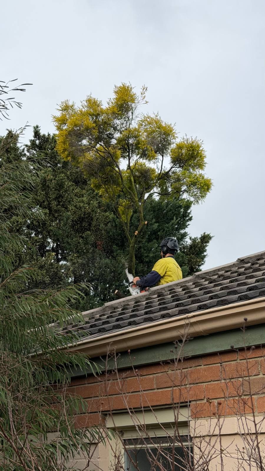 Jordan pruning branches overhanging a tiled roof, working from ropes