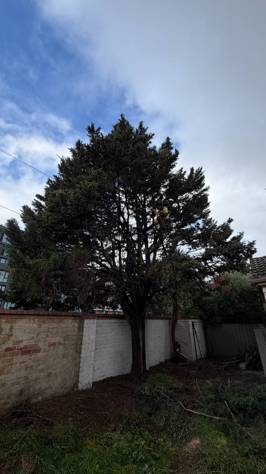 Mature cypress with sections of canopy dieback under assessment
